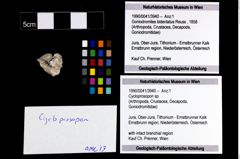 Foto (Objekt + Etikett) von Cycloprosopon sp.  (NHMW-GEO-1990-0041-3940)
